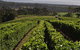 Bream Creek Vineyard - thumb 0