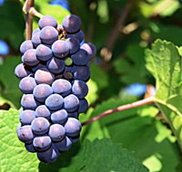 Tinderbox Vineyard - New Castle Holiday