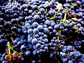 Tolpuddle Vineyard - New Castle Holiday 0