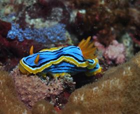 Coral Gardens Dive Site Mooloolaba - New Castle Holiday 1