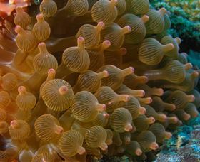 Coral Gardens Dive Site Mooloolaba - New Castle Holiday 0