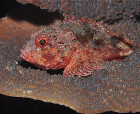 Coral Gardens Dive Site Mooloolaba - New Castle Holiday 2
