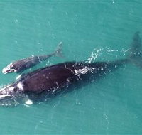 Fazshot Photography - New Castle Holiday