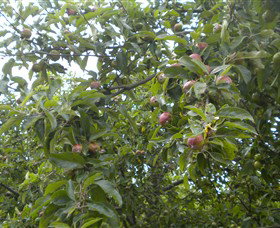 Tin Shed Cider - New Castle Holiday 1