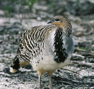Yongergnow Australian Malleefowl Centre - New Castle Holiday
