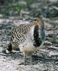 Yongergnow Australian Malleefowl Centre - New Castle Holiday 0