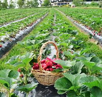 Blue Hills Berries  Cherries - New Castle Holiday