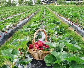 Blue Hills Berries & Cherries - New Castle Holiday 0