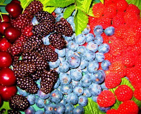 Blue Hills Berries & Cherries - New Castle Holiday 2