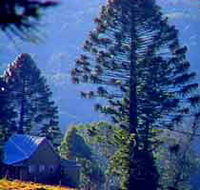 Bunya Mountains National Park - New Castle Holiday
