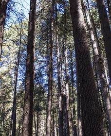 Sugarpine Walk - New Castle Holiday 1