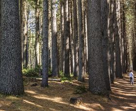 Sugarpine Walk - New Castle Holiday 0