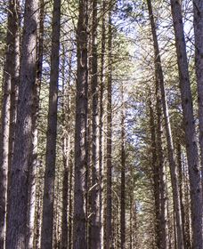 Sugarpine Walk - New Castle Holiday 3