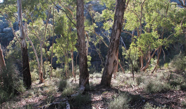 Forest Grove NSW New Castle Holiday