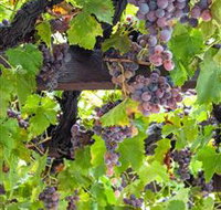  Murrumbateman Winery Company Pty Ltd  - New Castle Holiday