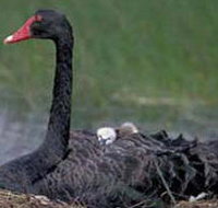 French Island Marine National Park - New Castle Holiday