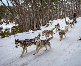 Mt Baw Baw Alpine Resort - New Castle Holiday 5