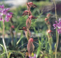 Carnamah-Eneabba Wildflower Drive - New Castle Holiday