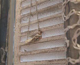 Sacs On Jenkins - New Castle Holiday 6