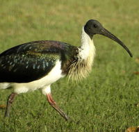 Toowoomba Water Bird Habitat - New Castle Holiday