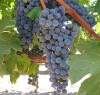 Joshuas Fault Wine - New Castle Holiday