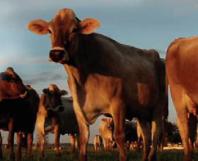 Hunter Belle Cheese - New Castle Holiday 2