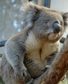 National Zoo & Aquarium - New Castle Holiday 5