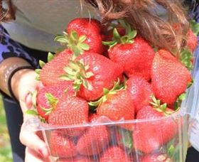 Mia Cucina Walking Food Tours - New Castle Holiday 5