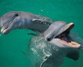 Colourful Trips - New Castle Holiday 0