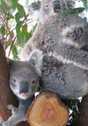 Cohunu Koala Park - New Castle Holiday 1