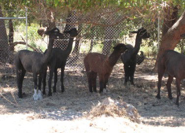 Cohunu Koala Park - New Castle Holiday 2