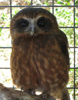Cohunu Koala Park - New Castle Holiday 3
