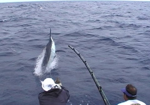 Amokura Charters - New Castle Holiday 0