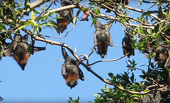 Blackbutt Reserve - New Castle Holiday 1