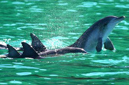 Sydney Weekend Adventures - New Castle Holiday 1