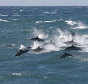 Tamboi Queen Cruises - New Castle Holiday