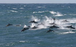 Tamboi Queen Cruises - New Castle Holiday 0