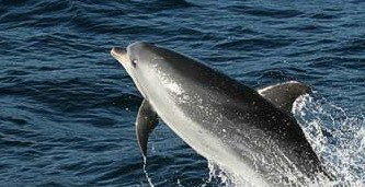 Tamboi Queen Cruises - New Castle Holiday 2