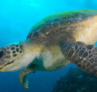 Byron Bay Dive Centre - New Castle Holiday