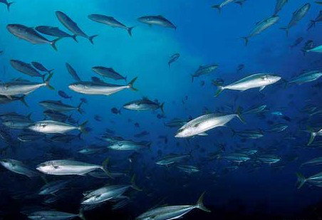 Byron Bay Dive Centre - New Castle Holiday 2