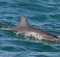 Byron Bay Dolphin Wildlife Tours - New Castle Holiday
