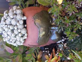 Cactus Creations - New Castle Holiday 2