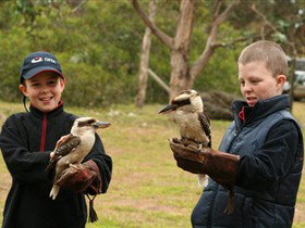 Raptor Domain - New Castle Holiday 2