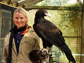 Raptor Domain - New Castle Holiday 1