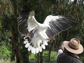 Raptor Domain - New Castle Holiday 0