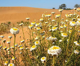 Perry Sandhills - New Castle Holiday 1