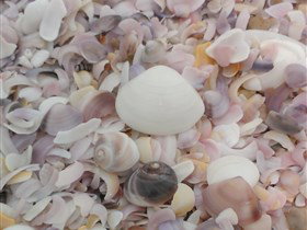 42 Mile Crossing - New Castle Holiday 2