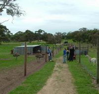 Avenue Emus - New Castle Holiday