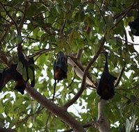 Manngarre Rainforest Walk - New Castle Holiday