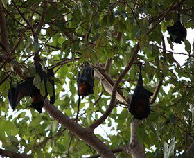 Manngarre Rainforest Walk - New Castle Holiday 0